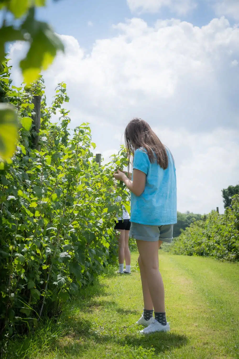 Ernte hof moorhoern2 Beeren Pflücken