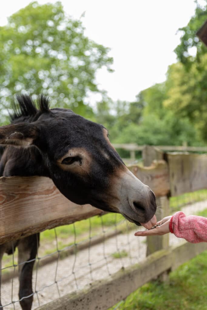 wildpark schwentinental Kiel mit Kindern